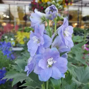 At Lynde Greenhouse & Nursery, we have all sorts of different perennials in all different colors and sizes! Stop by today to see what we have in our greenhouse.