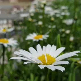 Even if you love simple flowers for your home, we have it all! Stop my today at Lynde Greenhouse & Nursery to see all of our perennials, including our shasta daisies.