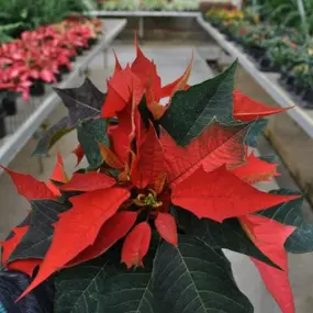 Come visit Lynde Greenhouse & Nursery today and see our beautiful pixie poinstettias! Perfect for the holiday decoration. Get in the spirit of the holidays!