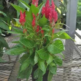 Fall flowers are mostly red, pink, orange, brown, and yellow. These flowers are perfect for the fall! Pick them up from Lynde Greenhouse & Nursery.