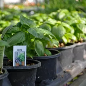 Last year, our herb inventory moved very quickly. The interest in growing food increased, which only makes sense considering we were all stuck at home and grocery stores were trying to keep up with demand. The other alternative to store bought was growing your own herbs. Whether you start your own, buy start plants from your local garden center (Lynde Greenhouse), or buy freshly cut from the grocery store there is no denying how delicious they make our food and drinks. Like next level delicious.