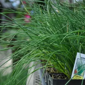 Chive, mint, thyme, parsley, and oregano are some herbs that need to be started the earliest or as soon as possible. We start these herbs in the greenhouse a little bit early to have them ready for our customers.