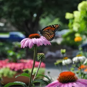 Bee Friendly/Pollinator Plants: ‘Bee Friendly’ plants will honestly always be a trend! Without our pollinators there would be no fruits and veggies for us to enjoy! Often when we think of plants for pollinators, perennials come to mind. Perennials are a wonderful way to incorporate pollen for insects, but what if space is an issue. That’s the beauty of pollinator plants, they come in many different forms. No matter what type of space you have, there is something for every style, that is what mak