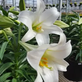 Spring is Easter Lily season, along with Ranunculus, Hydrangeas, and bulb gardens. Come to Lynde Greenhouse & Nursery for your very own lilies.