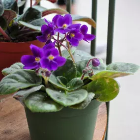 As the weather starts to warm up this week, it is hard not to get excited about planning for Spring and wanting to buy flowers. But Mother Nature can change on a whim, especially in Minnesota. Whether you are excited about outdoor annuals or perennials or working in more houseplants into your collection, there are many ways to incorporate plants into your life.