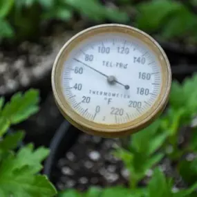 As you may know, here at Lynde Greenhouse & Nursery, we start our Garden mums by cuttings from a larger plant. These cuttings are no more than 3 inches tall and, with no root system, they must be stuck into the soil. Watering with a hose or a watering can would provide too much water and cause the cuttings to rot before it even had a chance to grow. Our misters help provide enough water for the cuttings to establish roots without over watering them.