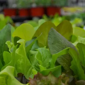 Know when to start your vegetables! 6-9 weeks before the last frost: Celery, peppers, eggplants, tomatoes, lettuce, and melon are vegetables that need to be started about 2 months before the last frost date because of their maturity rate. These plants can also be bought as starter plants in our garden center and can be transplanted directly into your garden, except for celery and melon.