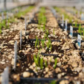 Know when to start your vegetables! 10-12 weeks before the last frost: Brussel sprouts, leeks, broccoli, artichokes, and onions are vegetables that need to be started the earliest. These veggies take the longest to mature which is why they need to be started sooner rather than later.