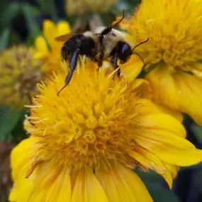 Bees and other pollinators play a huge roll in nature. Without them working hard, going from food source to food source, many of our wonderful fruits and vegetables would not be available. Unfortunately, the bee population has been declining for many years. That’s why it is so important and crucial to incorporate pollinator friendly plants and flowers into your garden. This is especially true if you have a vegetable garden. Attracting pollinators to your garden with as many food sources as possi