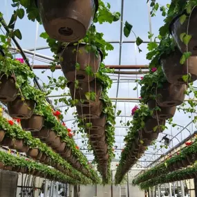 We have our summer annuals! They are our biggest producers. It is our joy at Lynde Greenhouse & Nursery to watch our greenhouses empty out, knowing that they are thriving in local neighborhoods.