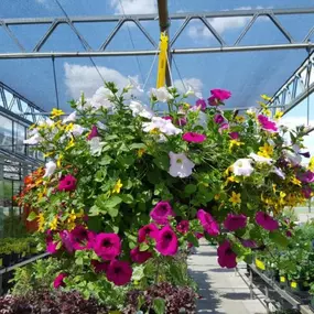 At Lynde Greenhouse & Nursery, you can purchase yourself a city hanging basket for your flowers! Having your flowers in a variety of places is even more eye catching.