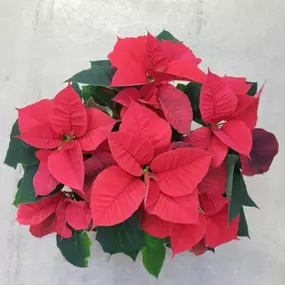 At Lynde Greenhouse & Nursery, we offer poinsettias in different colors including red, pink, and white. We also offer them in nontraditional colors such as marbella, red glitter, and custom-painted.