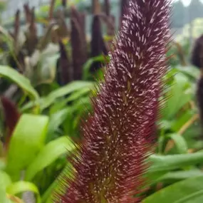 Fall flowers are so beautiful, and Lynde Greenhouse & Nursery knows that. We take our planting process very seriously! Timing is extremely important to us because we do not want our plants to bloom too early or too late.