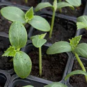 Know when to start your vegetables! 3-5 weeks before the last frost: Cabbage, cauliflower, kale, pumpkin, and cucumber are vegetables that need to be started about a month or so in advance of the last frost date to mature by the end of our growing season. Pumpkin and cucumbers can be bought in our garden center as starter plants for those that don’t have the means to grow inside.