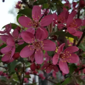 Are you looking for some new beautiful shrubs for your home? Lynde Greenhouse & Nursery can help! We offer many different plants in many different sizes and colors.