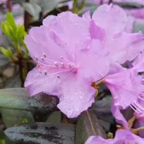 Looking for shrubs with brighter colors? Come to Lynde Greenhouse & Nursery and pick out your very own! We have all of the options you are looking for.