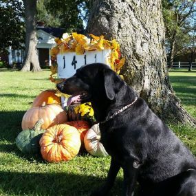 Happy Tails Groom & Board is a locally owned family operated business in Mississippi. We are a one-stop pet store offering a personalized customer experience to every visitor that walks through our door.