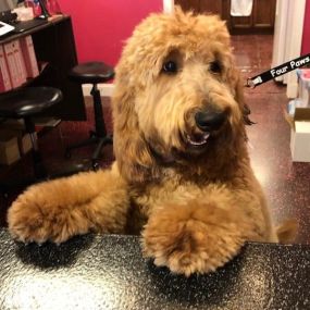 Need Raw diet for your pets? Woof Gang Bakery and Grooming Wichita in Kansas has the largest selection of raw diets with a strong emphasis on holistic natural care. Homoeopathic and herbal remedies.