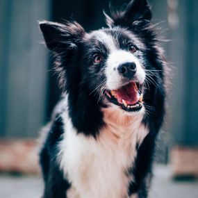 Does your pet need nutritional advice consultations? Woof Gang Bakery and Grooming Wichita provide access to organic, premium,and raw diets, and a wide range of holistic supplements for companion animals.