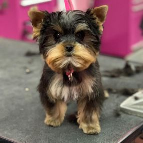 Bild von Woof Gang Bakery & Grooming Richmond