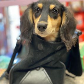 Unleashed is a locally owned family operated business in New Hampshire. We are a one-stop pet store offering a personalized customer experience to every visitor that walks through our door.