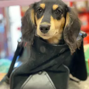 Unleashed is a locally owned family operated business in New Hampshire. We are a one-stop pet store offering a personalized customer experience to every visitor that walks through our door.