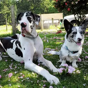 Bild von Paws & Fins Pet Shop