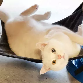 Bild von Paws & Fins Pet Shop