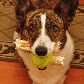 Bild von Paws & Fins Pet Shop