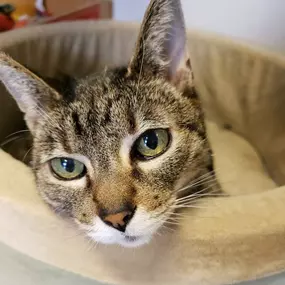 Bild von Paws & Fins Pet Shop