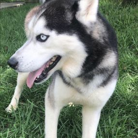 Bild von Elkhound Ranch Kennels