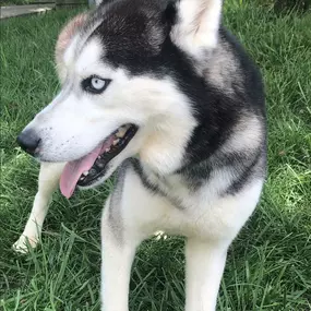 Bild von Elkhound Ranch Kennels