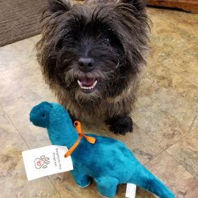 Bow Wow & Woofs is a locally owned family operated business in Washington. We are a one-stop pet store offering a personalized customer experience to every visitor that walks through our door.