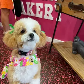 Bild von Woof Gang Bakery & Grooming Lakewood Ranch