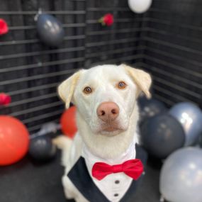 Going out of town and in need of dog boarding? Look no further than Pet Athletic Club! We offer dog daycare and overnight dog boarding in Cincinnati, OH.
