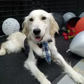 Our local dog training and dog boarding are the best in Cincinnati. All of our pet experts are certified professionals.