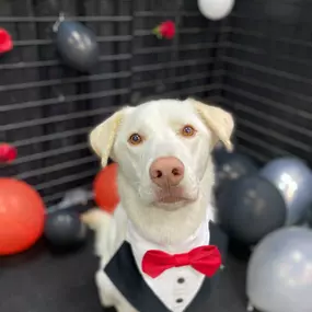 Going out of town and in need of dog boarding? Look no further than Pet Athletic Club! We offer dog daycare and overnight dog boarding in Cincinnati, OH.