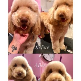 Woof Gang Bakery & Grooming Ft. Lauderdale is a locally owned family operated business in Florida. We are a one-stop pet store offering a personalized customer experience to every visitor that walks through our door.