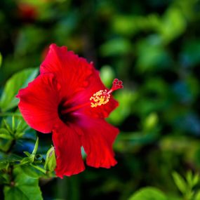 Bild von Sanibel Island Beach Resort