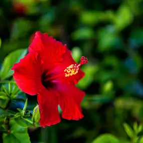 Bild von Sanibel Island Beach Resort