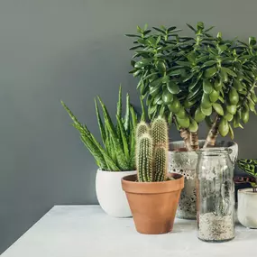 The Best Plants For Indoor Air Quality