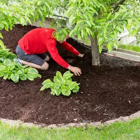 Tree Mulch