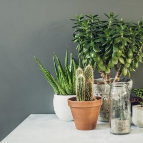 The Best Plants For Indoor Air Quality