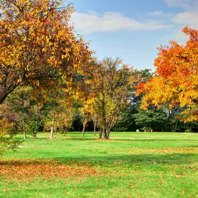 Fall Lawn Care