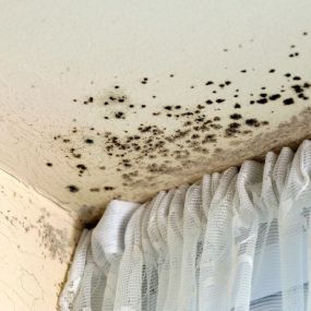 Have you found mold in your home?