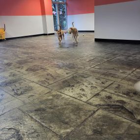 Bild von VCA Continental Boarding & Doggie Daycare