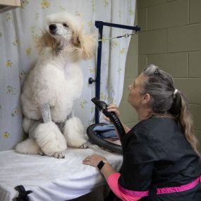 We offer complete professional grooming for all breeds of dogs and cats at our clinic. Certain breeds—especially those with long hair that mats easily—may need assistance keeping themselves clean. Animals that are older or have physical disabilities may also benefit from our grooming services.