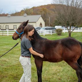 Ask us about our Equine Wellness Plans! We offer vaccinations, targeted deworming, power dentistry, nutrition consultation, and microchipping (USEF compatible)!