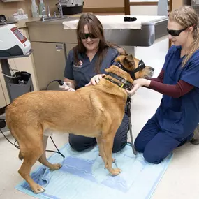 Fox Creek Veterinary Hospital is proud to offer a Class IV Therapy Laser for all of our patients. Therapeutic laser technology is increasingly being used in veterinary medicine, as it is a non-invasive, cost-effective, and very safe modality for the treatment of a wide array of conditions.