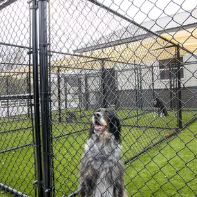 Our state of the art facility is fitted with 25 Cabins for canine care. The Lodge offers 20, 11x6ft outdoor runs on our turf which promotes play and is the best in the industry for cleanliness.